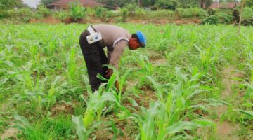 Dukung Swasembada Pangan, Polsek Sabak Auh Cek Pertumbuhan Jagung Pipil