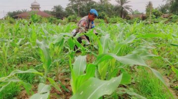 Usia 29 Hari, Jagung Pipil Petani Sabak Auh Tumbuh Subur