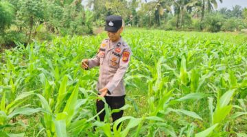 Polsek Sabak Auh Cek Pertumbuhan Jagung Pipil usia 33 Hari